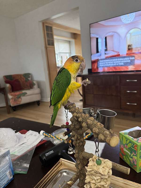 caique-for-sale-in-york-pa