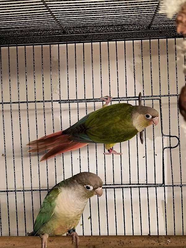 conure-for-sale