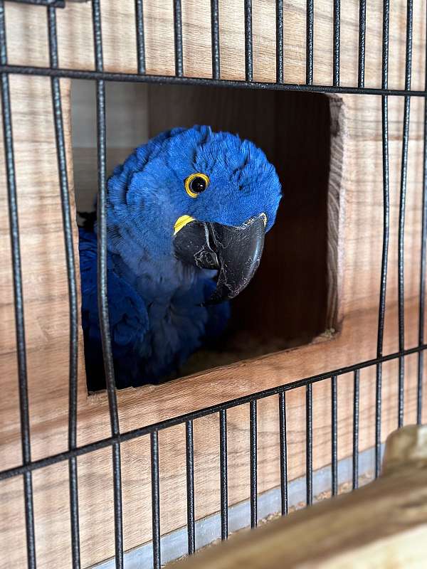 hyacinth-macaw-for-sale-in-wellston-mi