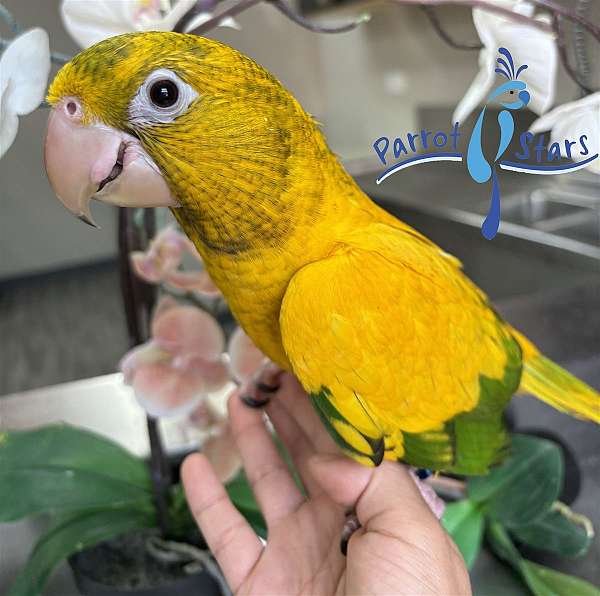 golden-conure-for-sale