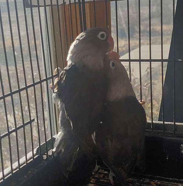 fischers-lovebird-for-sale-in-bloomfield-nm