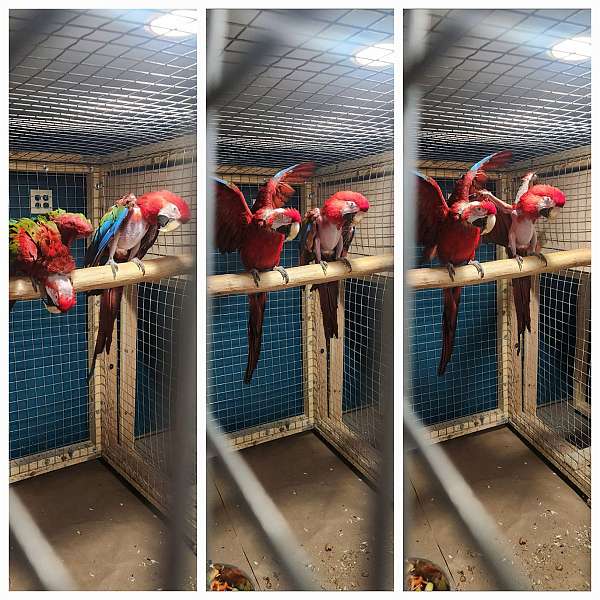 macaw-for-sale