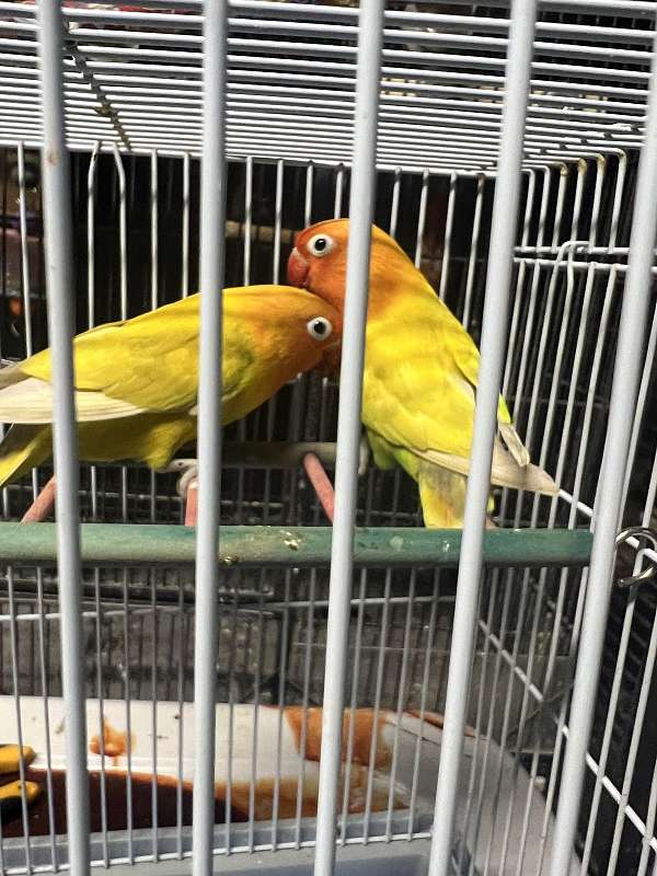 fischers-lovebird-for-sale