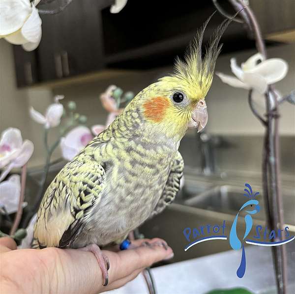 cockatiel-for-sale