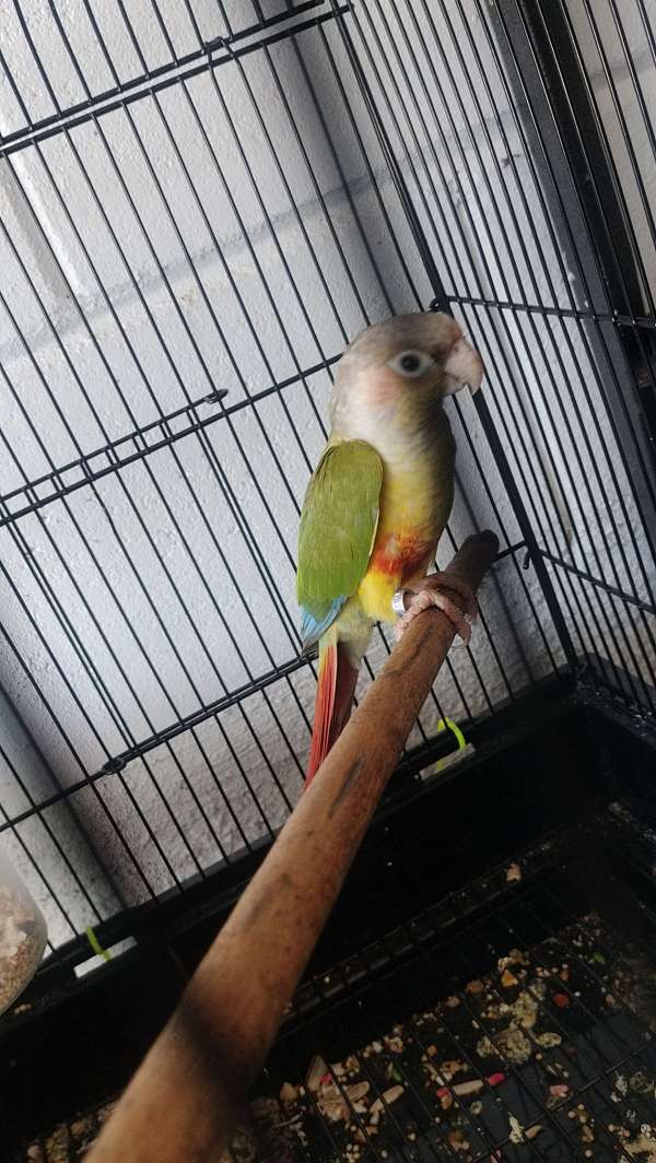 parrot-for-sale