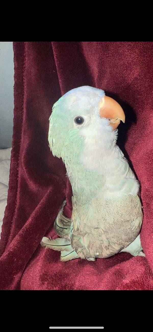 medium-large-conure-parrot-for-sale