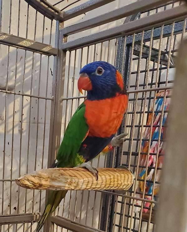 rainbow-lory-for-sale-in-universal-city-tx