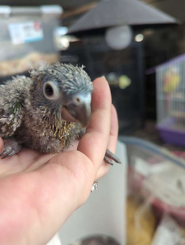 green-cheek-conure-for-sale-in-shepherdsville-ky