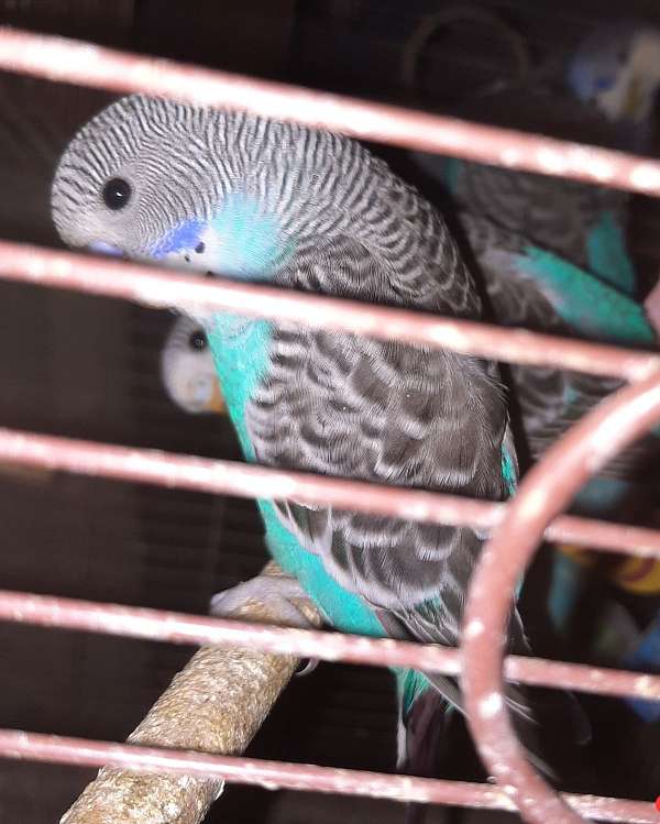 parakeet-for-sale-in-cambridge-md