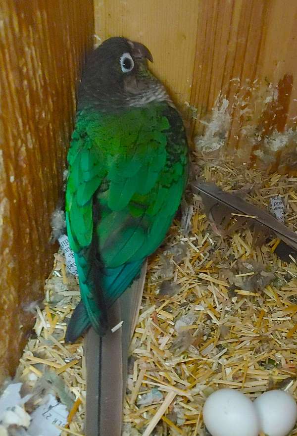 bonded-pair-exotic-green-cheek-conure-for-sale