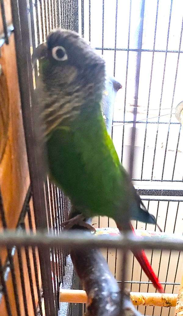 bonded-pair-exotic-bird-for-sale-in-kooskia-id