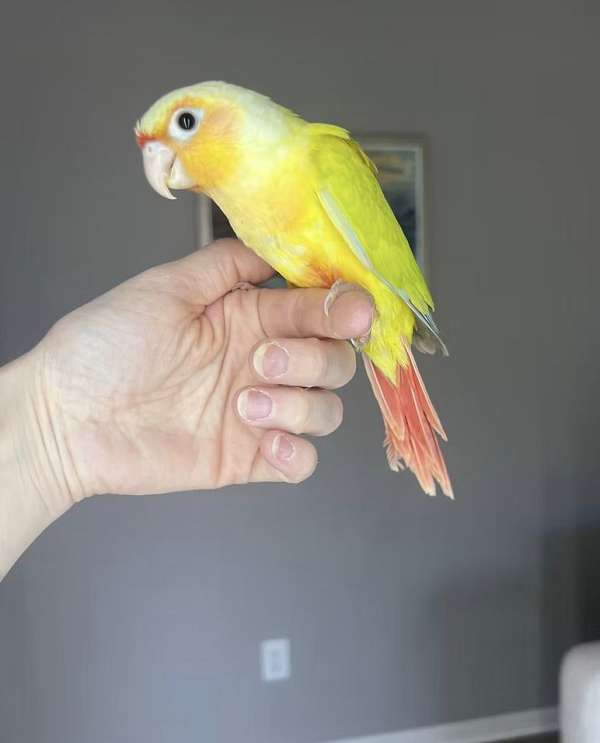 green-cheek-conure-for-sale