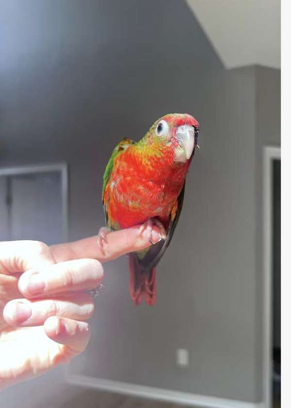 green-cheek-conure-for-sale