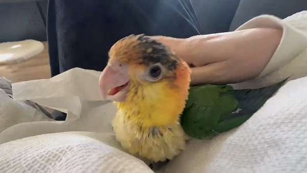 white-bellied-caique-for-sale-in-gainesville-va