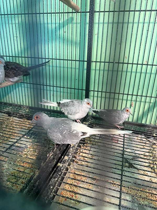 diamond-dove-for-sale