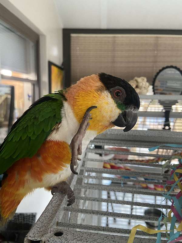 caique-black-headed-caique-for-sale-in-cincinnati-oh