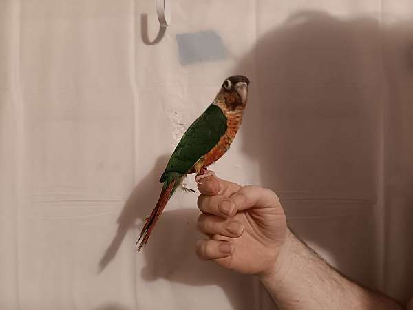 conure-for-sale