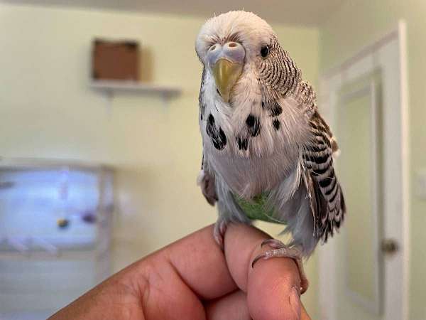 budgerigar-parakeet-for-sale-in-san-leandro-ca