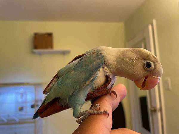 lovebird-for-sale