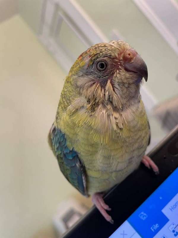 tame-red-rumped-parakeet-for-sale