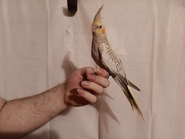 cockatiel-for-sale