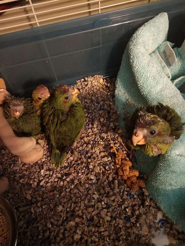 poicephalus-parrots-for-sale-in-chesterfield-va