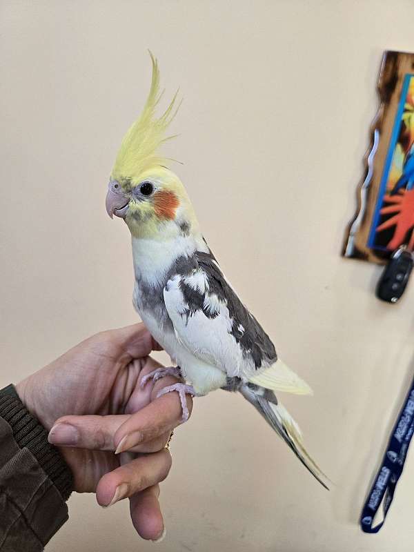 cockatiel-for-sale