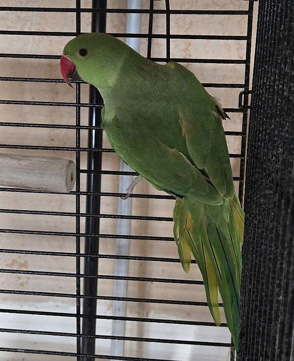 ringneck-parakeet-for-sale