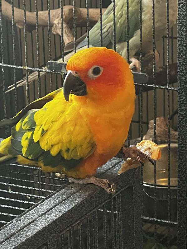 sun-conure-for-sale-in-albuquerque-nm