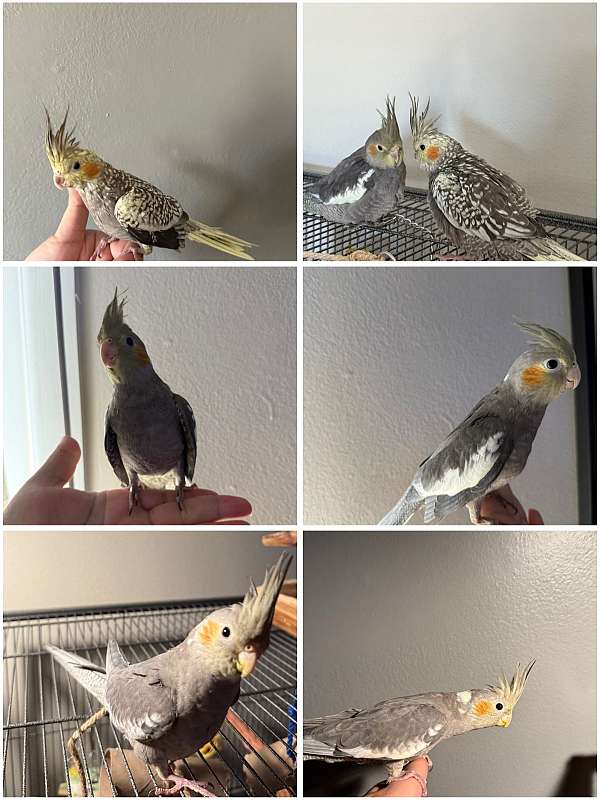 cockatiel-for-sale-in-naperville-il