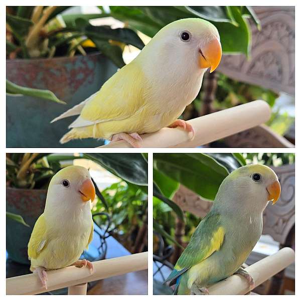 peach-faced-lovebird-for-sale