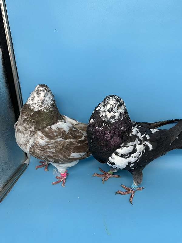 pigeon-for-sale