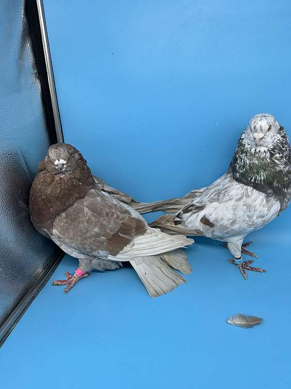 pigeon-for-sale