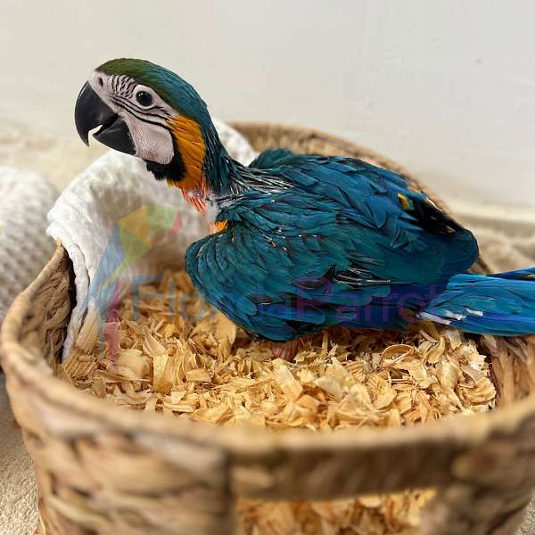 blue-gold-macaw-for-sale