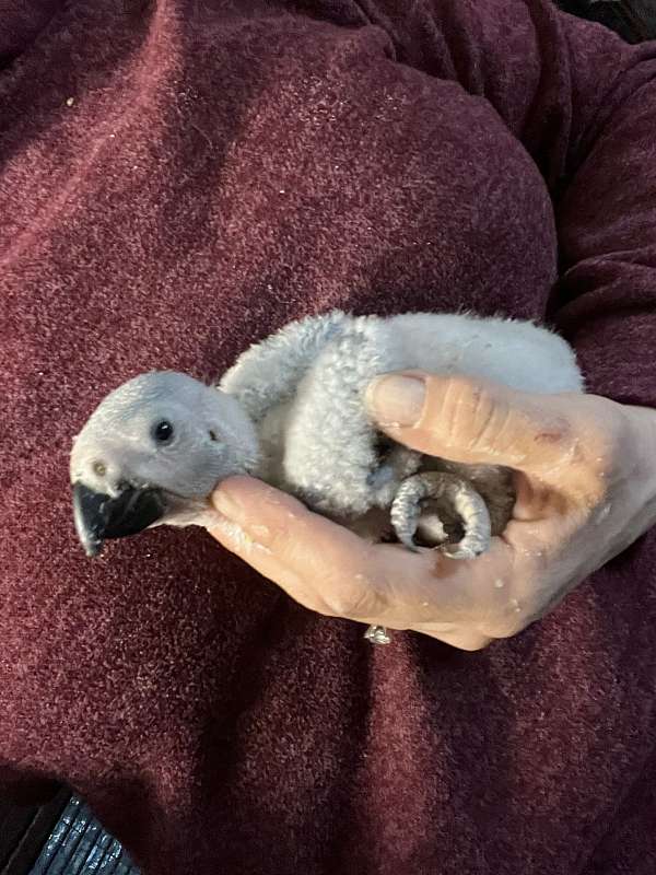 congo-african-grey-parrot-for-sale-in-wilmington-ma