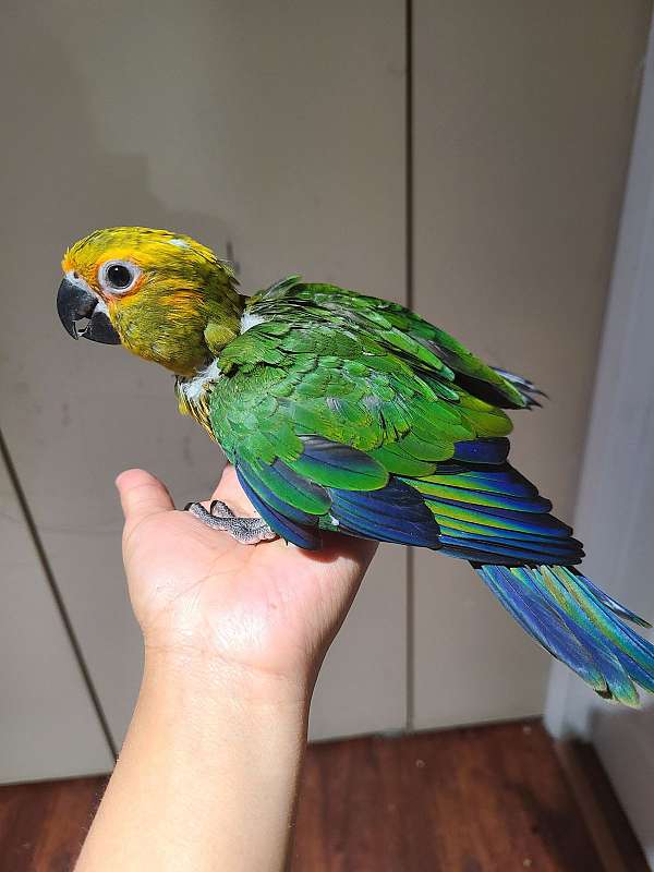 conure-jenday-conure-for-sale-in-east-elmhurst-ny