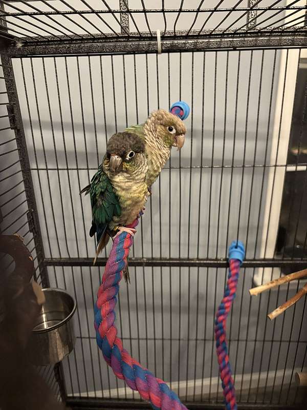 green-cheek-conure-for-sale-in-rocky-mount-nc