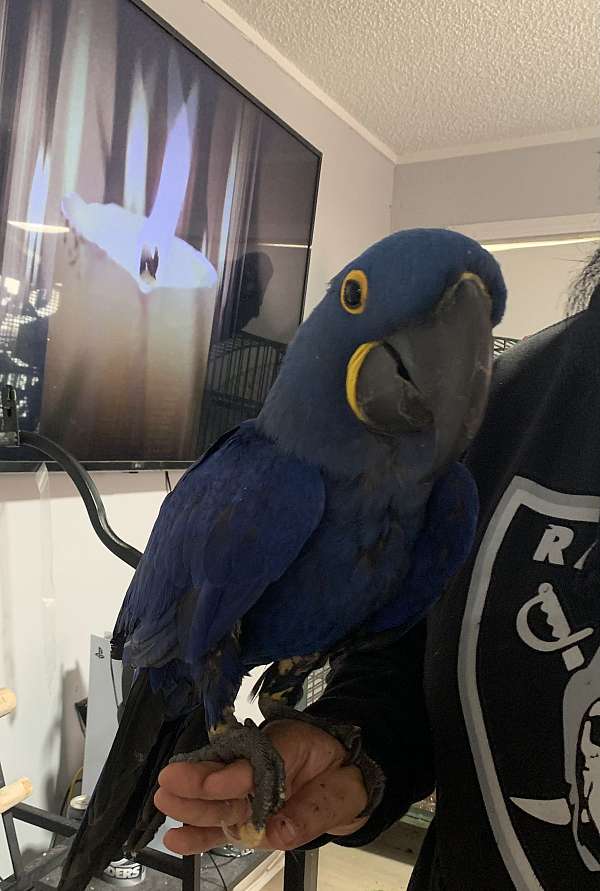 hyacinth-macaw-for-sale-in-bakersfield-ca