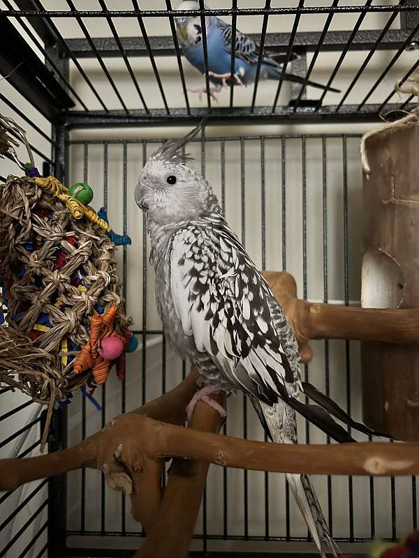 adult-bird-for-sale-in-birmingham-al