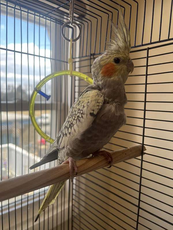 cockatiel-for-sale