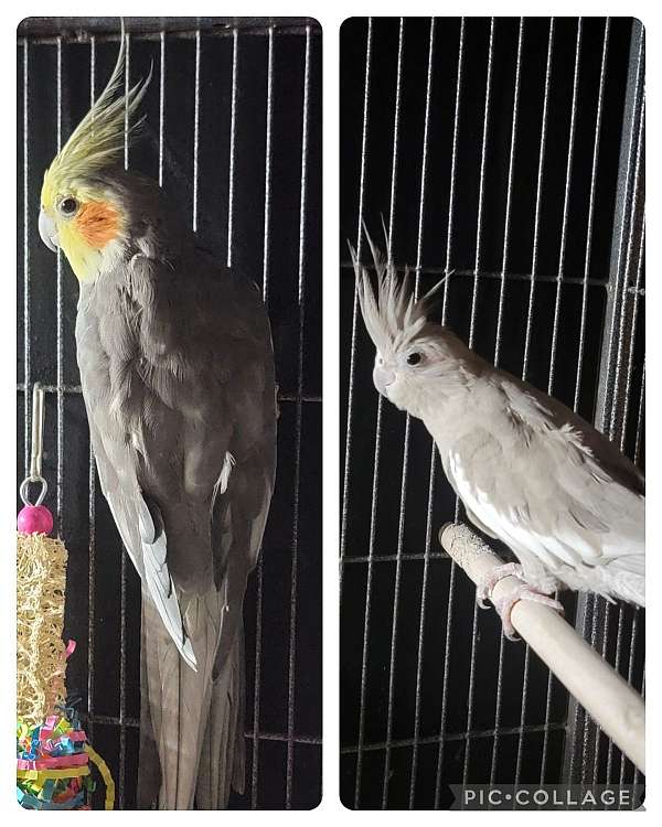 cockatiel-for-sale-in-brunswick-oh