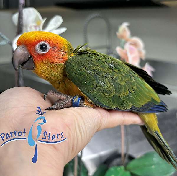 sun-conure-for-sale