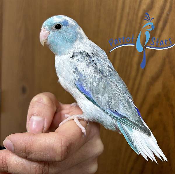 pacific-parrotlet-for-sale