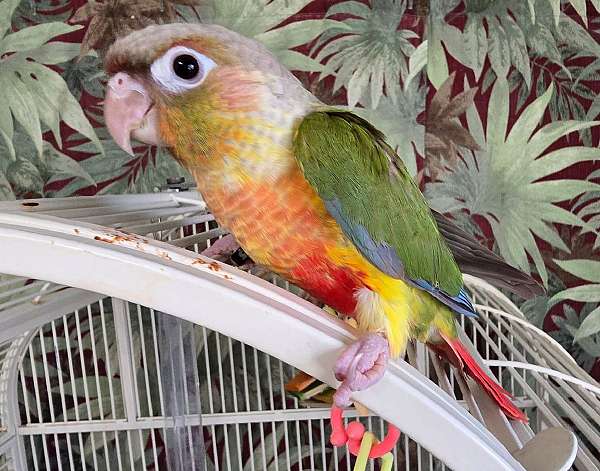 green-cheek-conure-for-sale