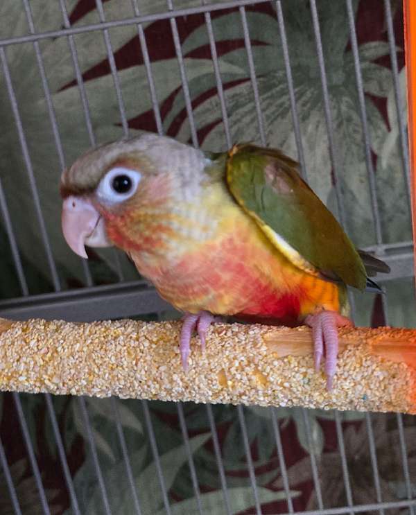 green-cheek-conure-for-sale-in-richmond-va