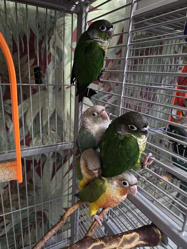 small-green-cheek-conure-for-sale