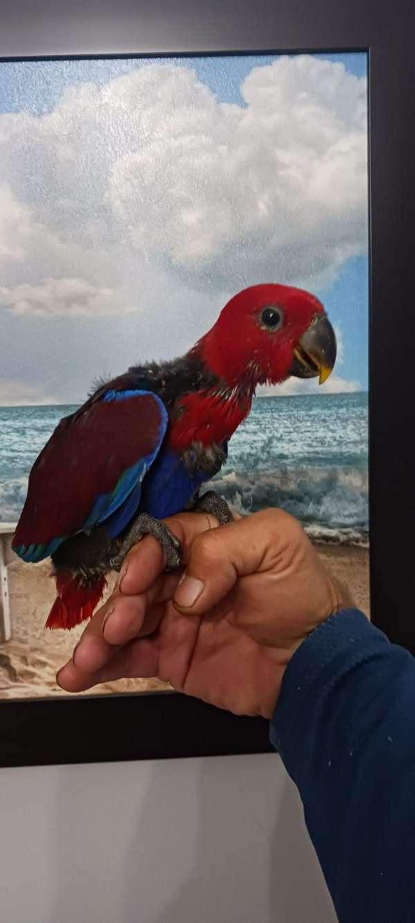 female-mixed-bird-for-sale-in-port-charlotte-fl