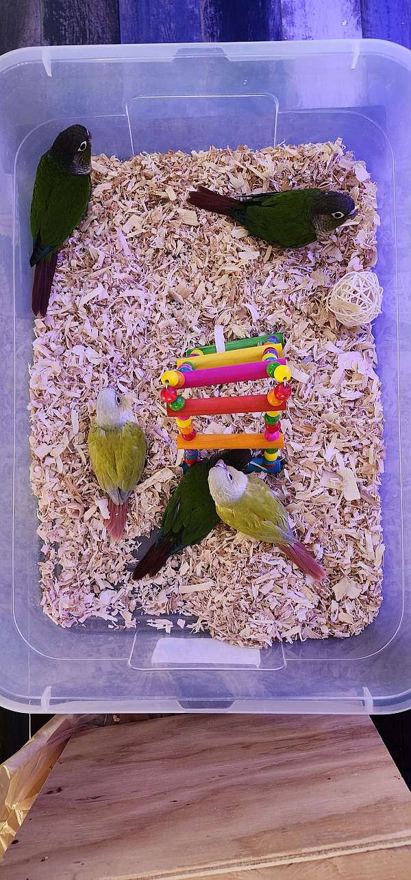 conure-for-sale-in-north-las-vegas-nv