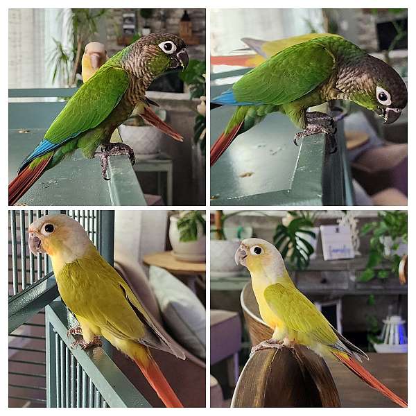 conure-for-sale-in-north-las-vegas-nv