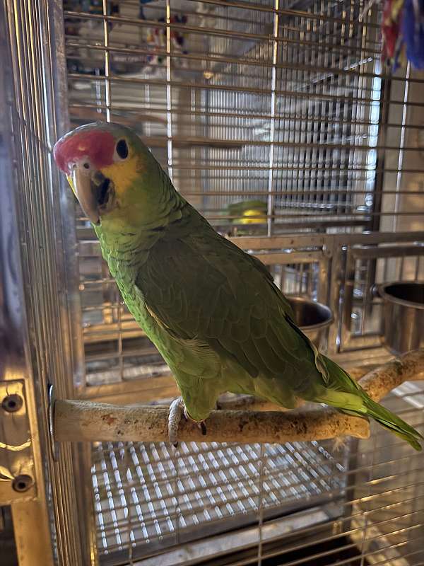 red-lored-amazon-parrot-for-sale-in-sherman-tx